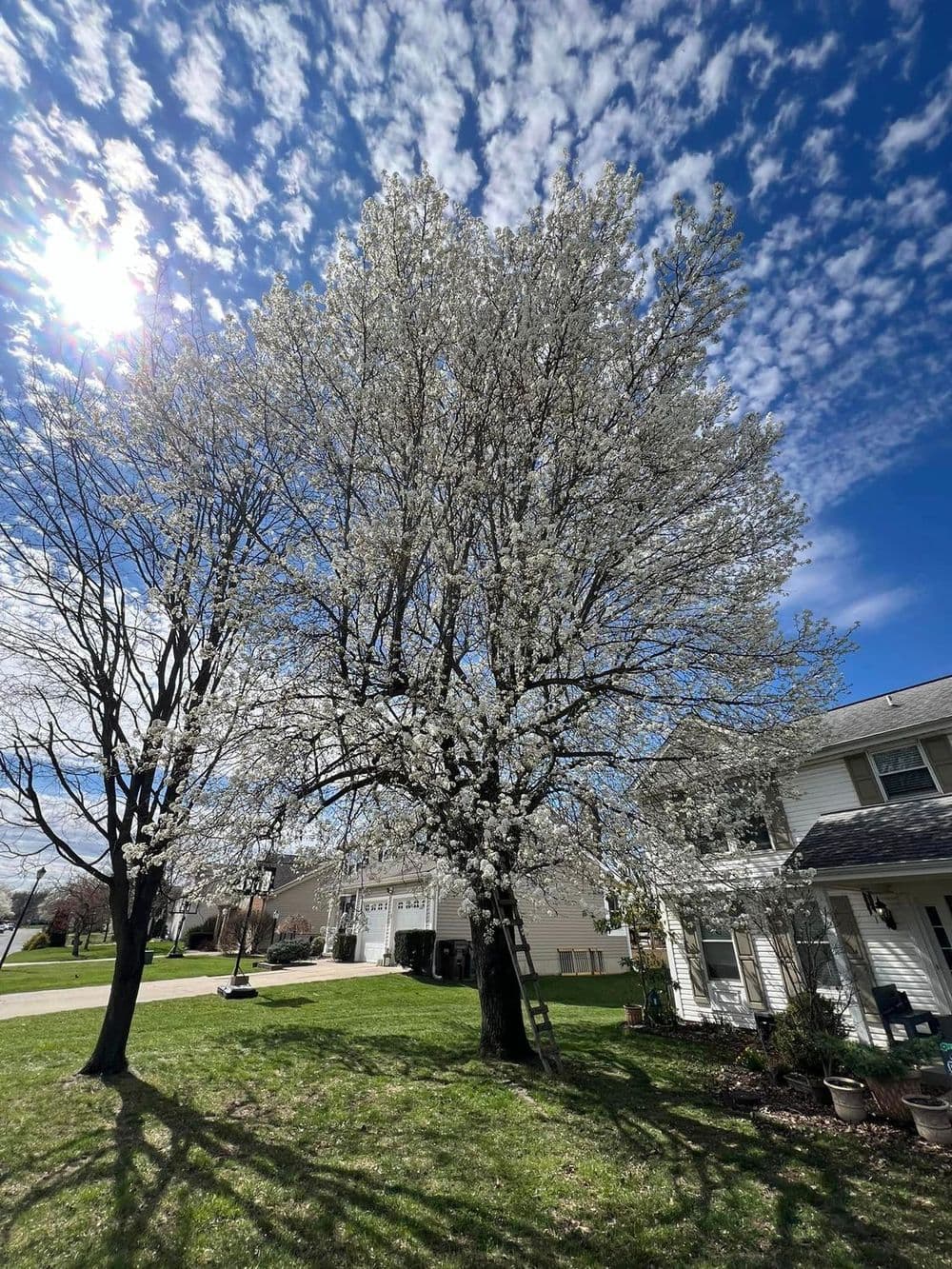 Blooming flowering tree under a bright blue sky with fluffy clouds next to a house.