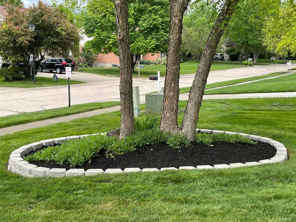 Flower bed with mulch surrounding two trees in a green suburban yard.